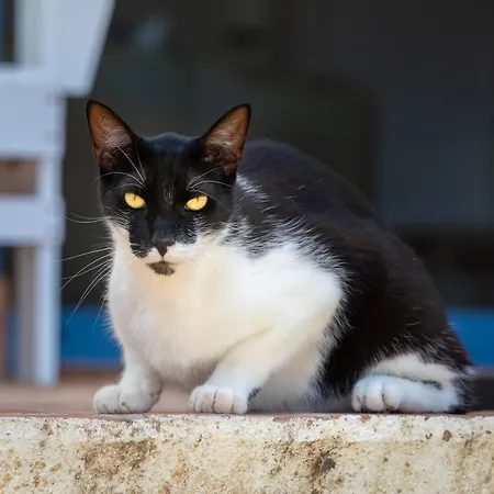 Alojamento de Acomodação e Pequeno-almoço Terracotta Moncarapacho