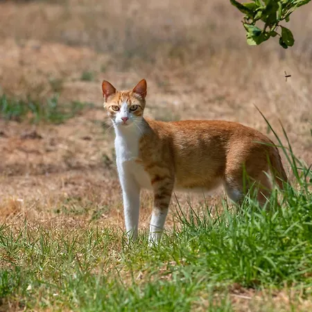 Terracotta Alojamento de Acomodação e Pequeno-almoço