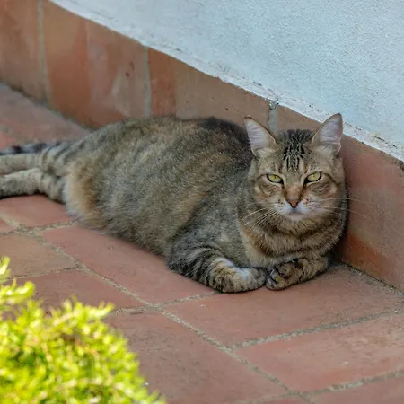 Terracotta Alojamento de Acomodação e Pequeno-almoço 3*