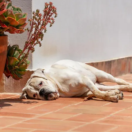 Alojamento de Acomodação e Pequeno-almoço Terracotta