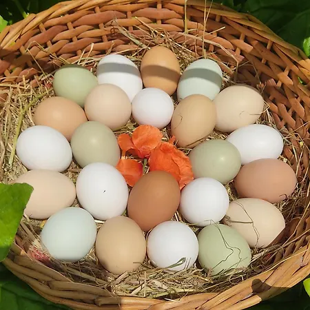 Terracotta 3* Moncarapacho