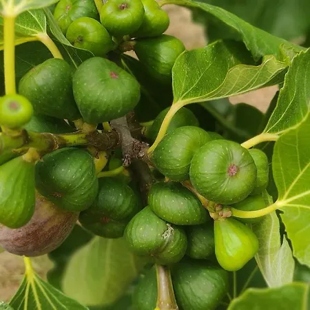 Bed and Breakfast Terracotta