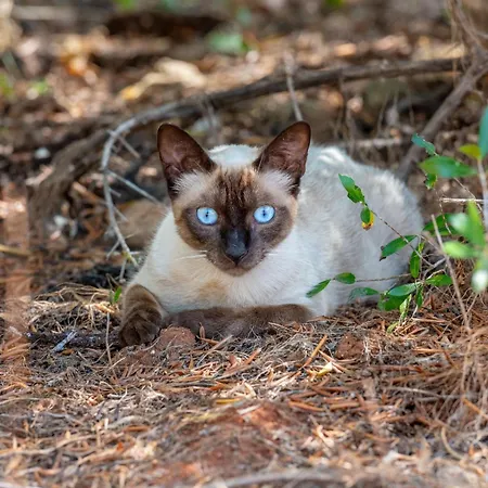 Bed and Breakfast Terracotta