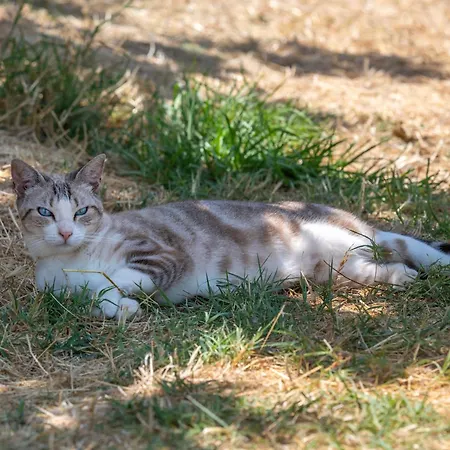 فندق مبيت وإفطار Terracotta مونكاراباشو