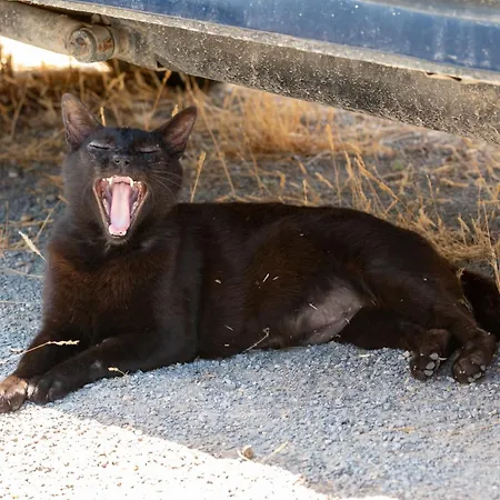 فندق مبيت وإفطار Terracotta