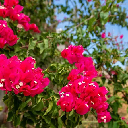 Terracotta فندق مبيت وإفطار