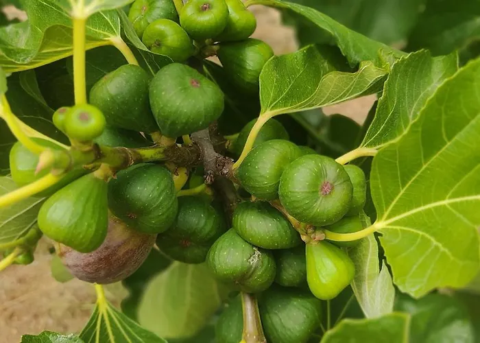 住宿加早餐酒店 Terracotta